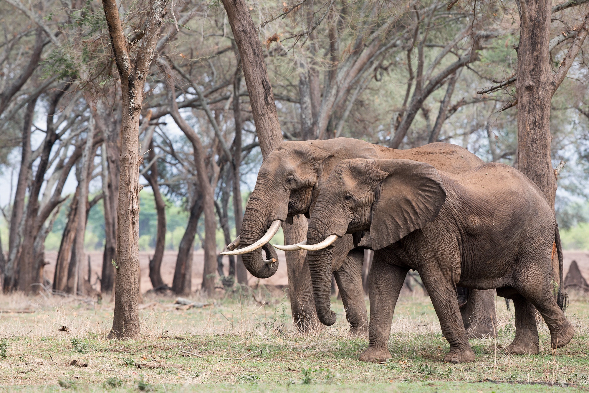 Elephants of Amboseli National Park, Kenya