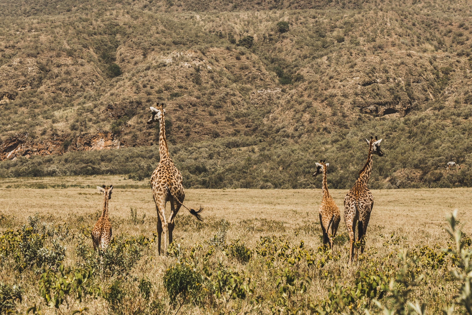 Family of giraffes walking in Kenya national park in Africa. Amazing wild life of animals.