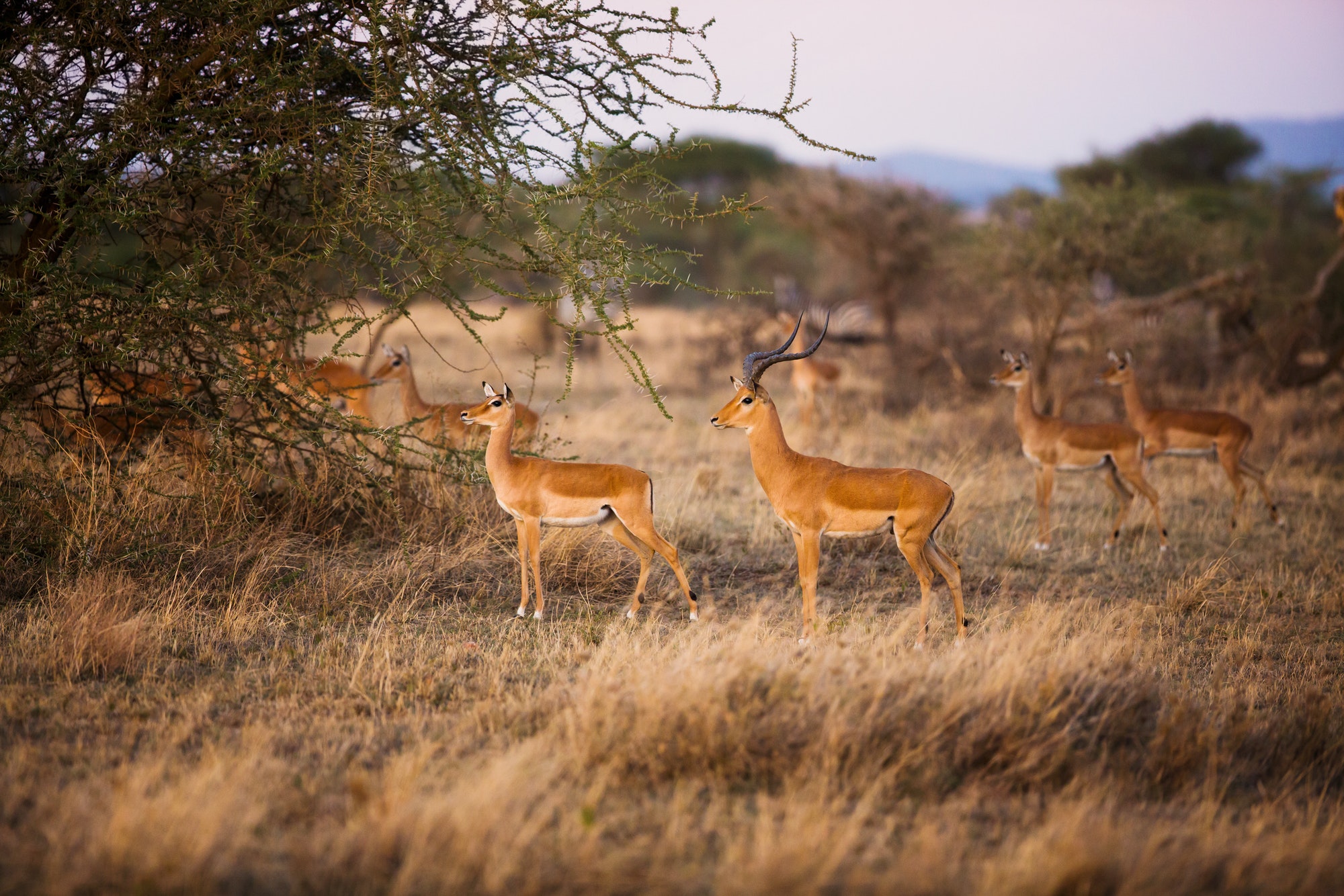 Gazelles in Serengeti