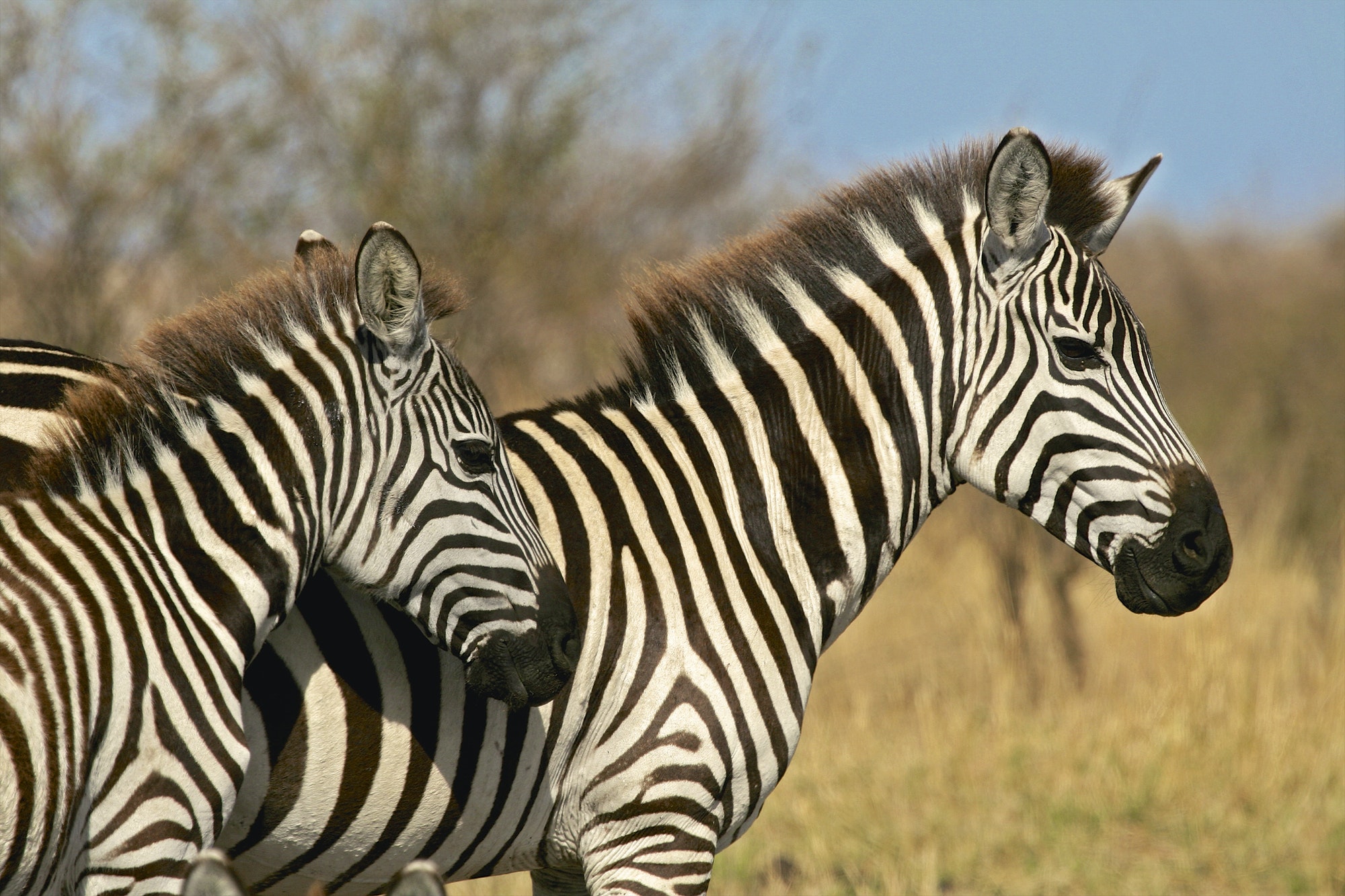 Tarangire np126