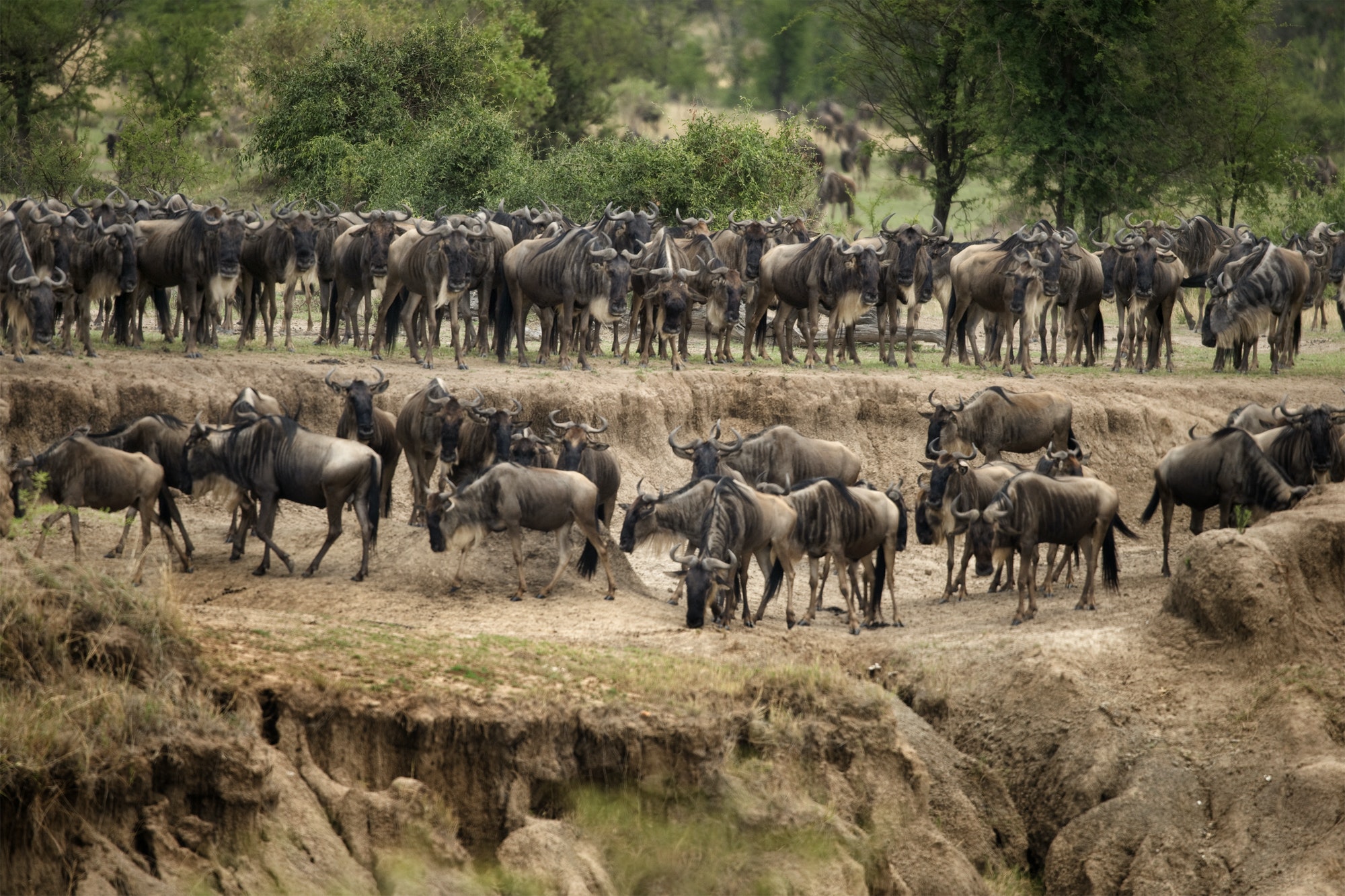 Wildebeest, Serengeti National Park, Serengeti, Tanzania, Africa