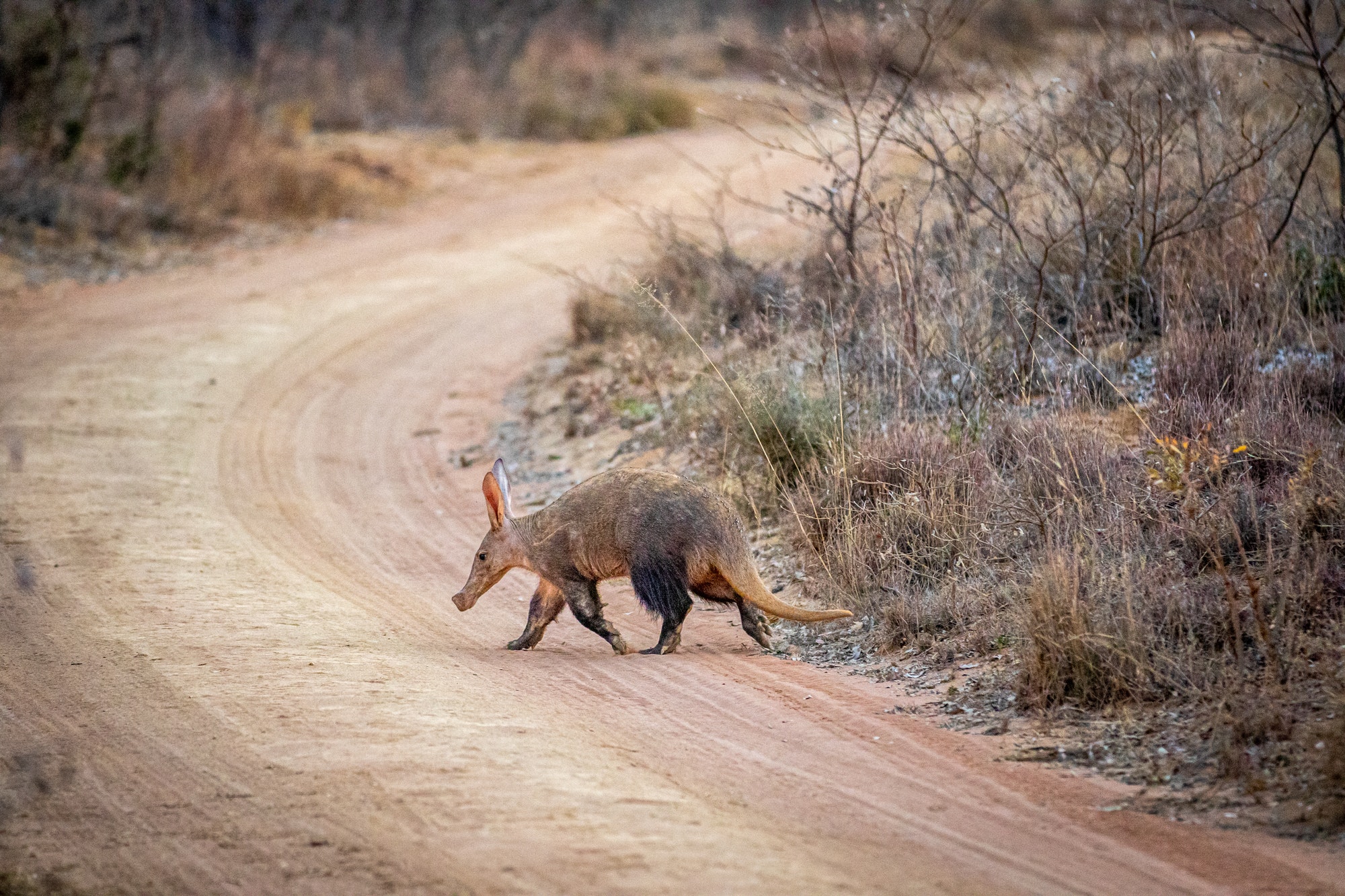 Aardvark crossing a bush road.