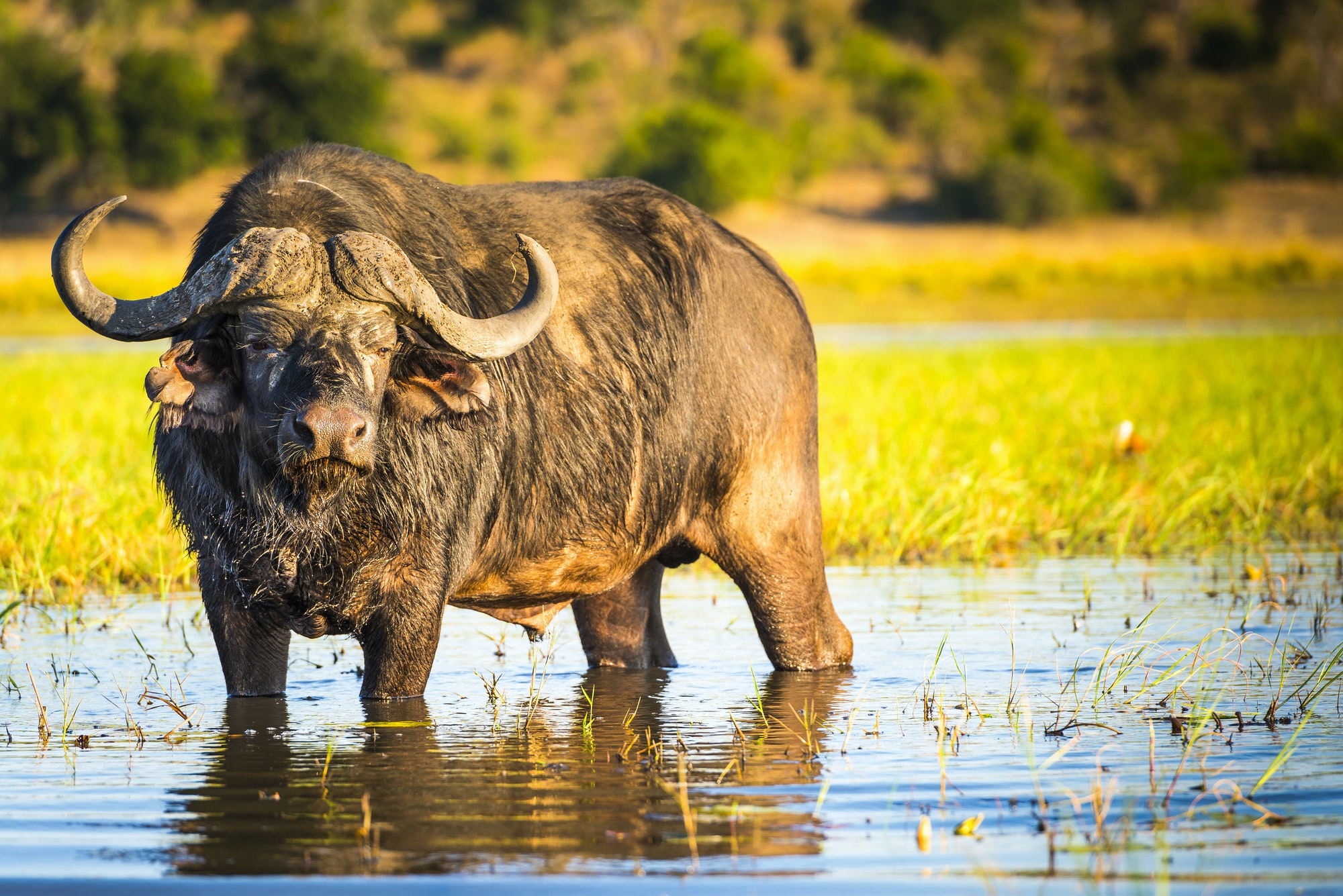 African Buffalo