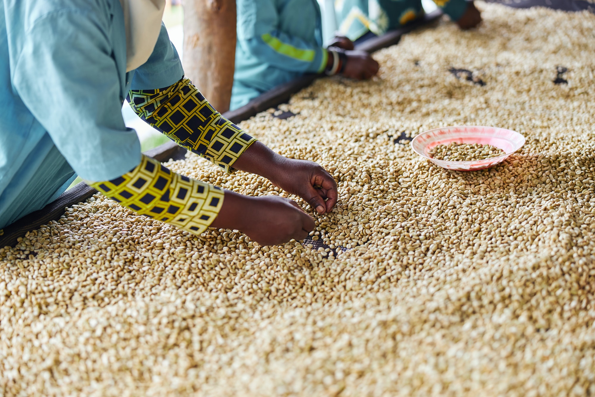 African female workers are sorting out coffee beans at washing station