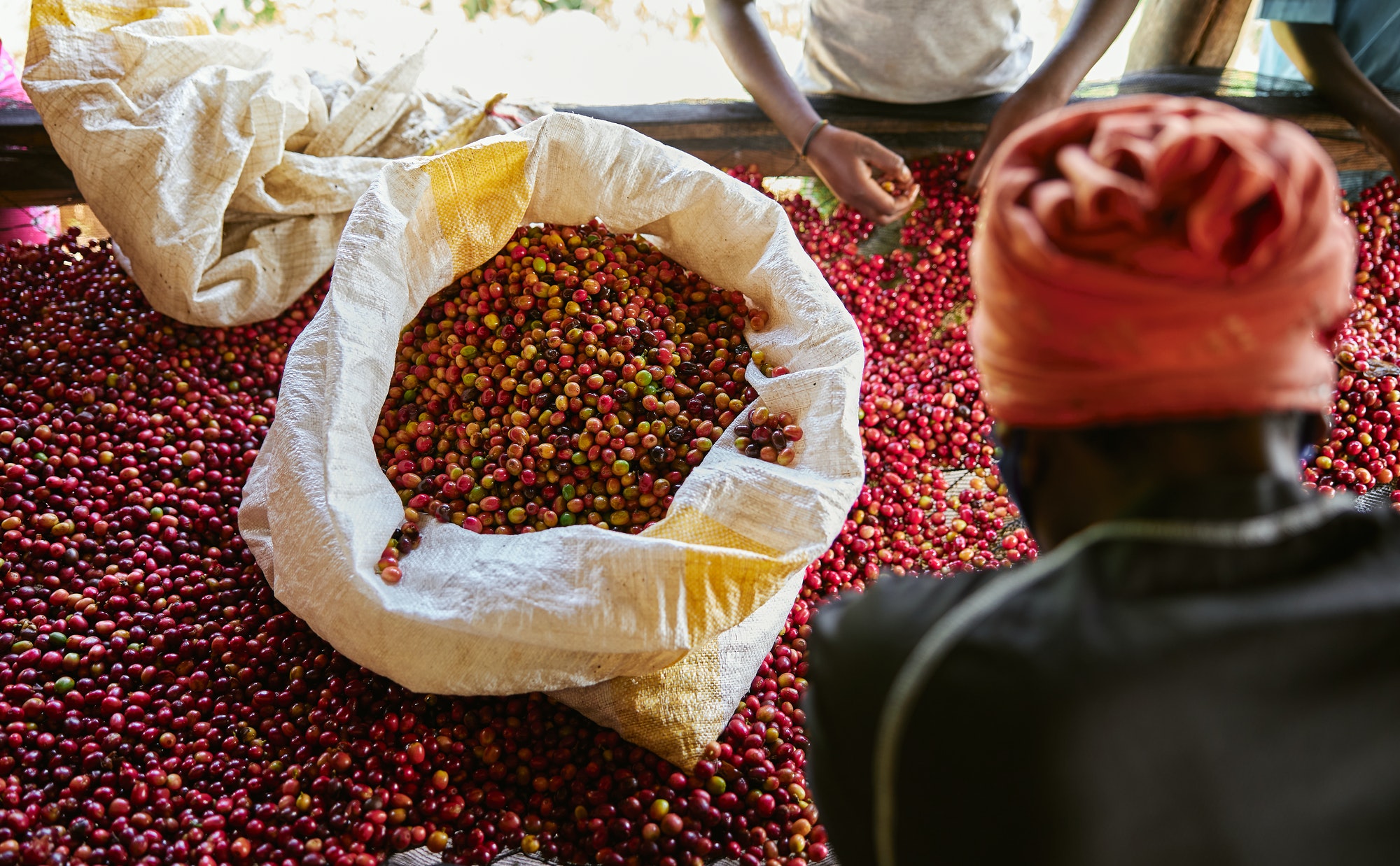 African female workers are sorting out coffee beans at washing station