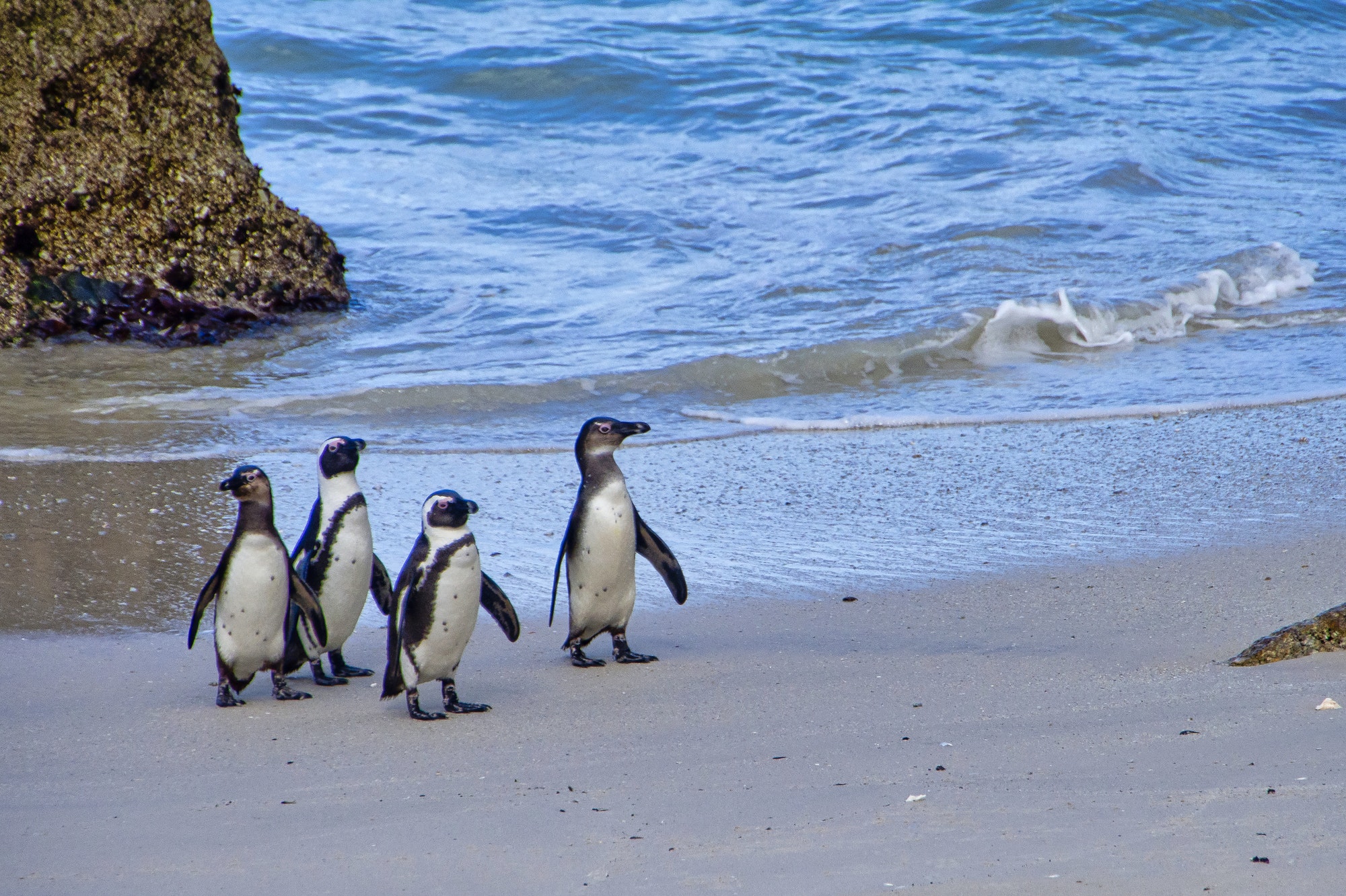 African Penguin, Table Mountain National Park, Cape Town, South Africa