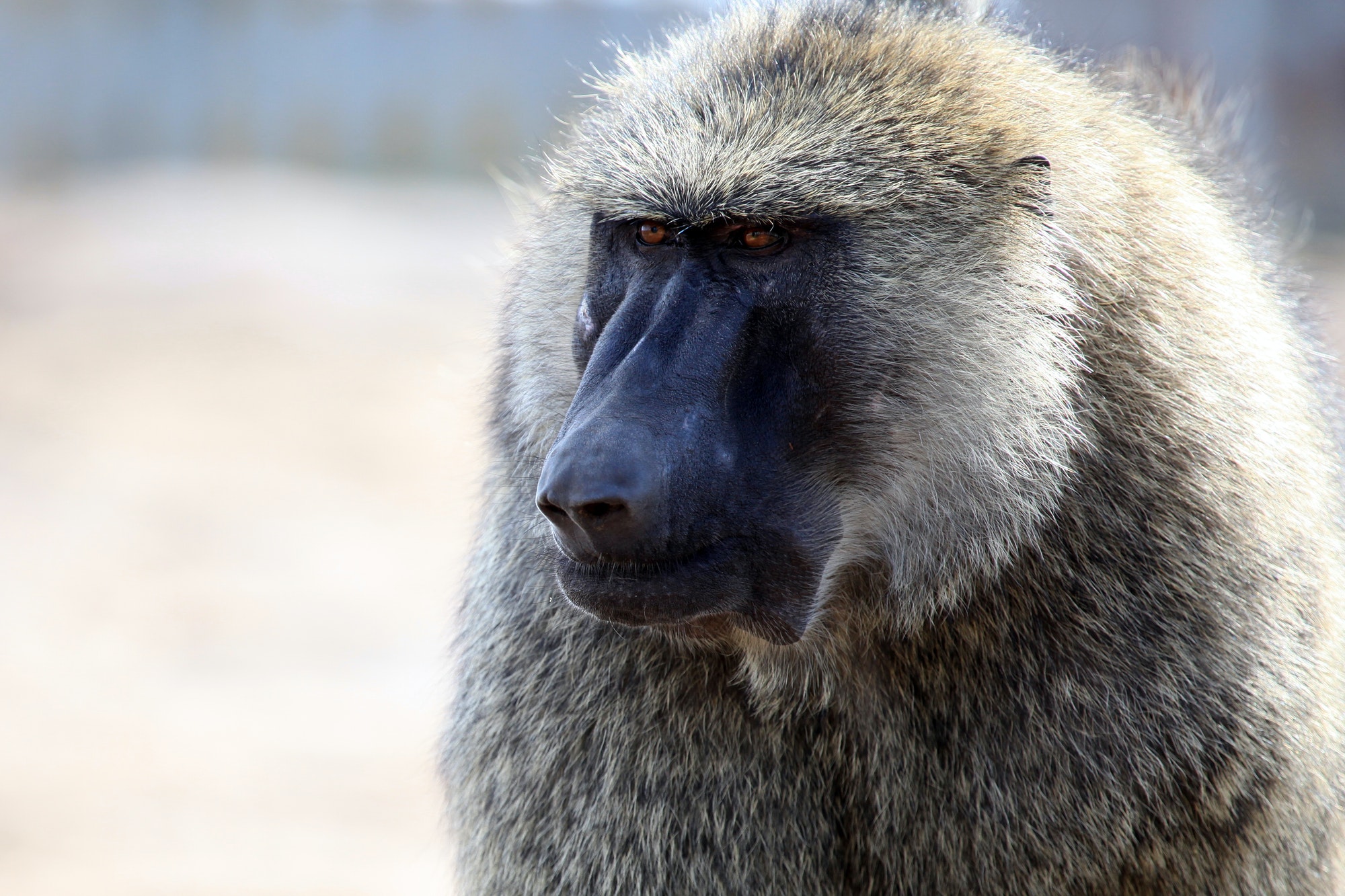 Baboon - Uganda, Africa