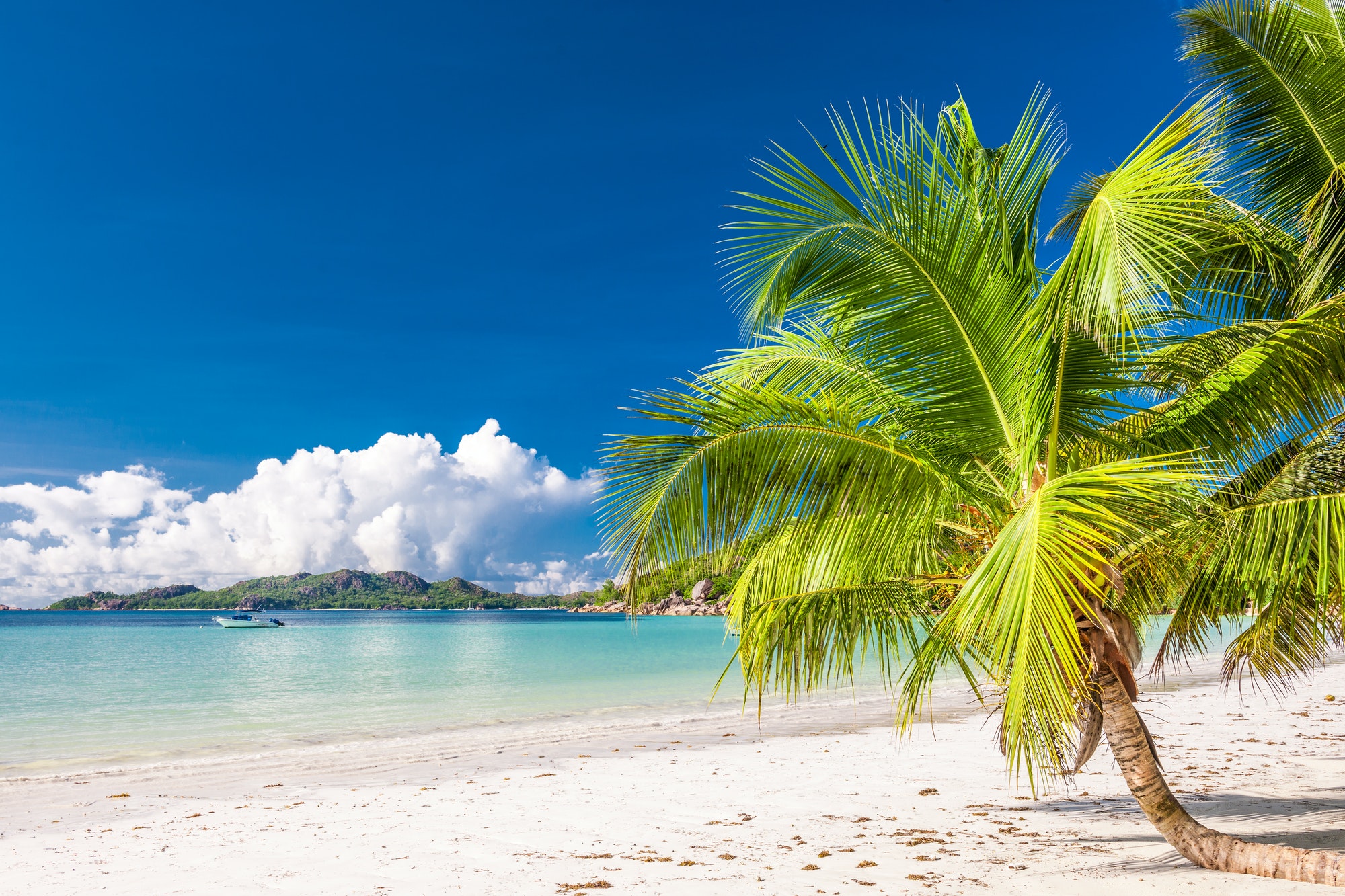 Beautiful beach with palm tree at Seychelles