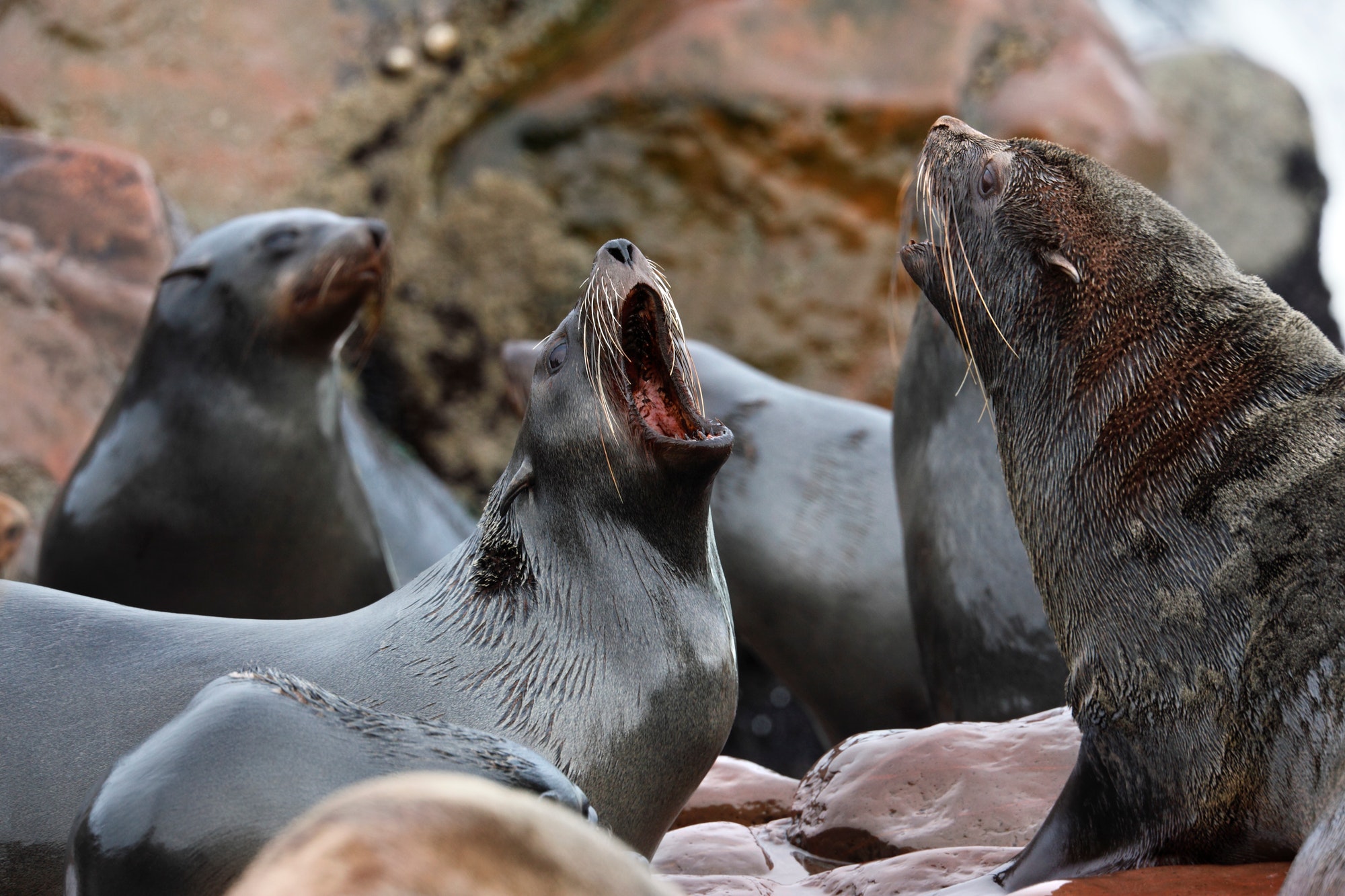 Cape Fur Seals (Arctocephalus pusillus) in the Cape Cross Seal Colony on the coast of Namibia.