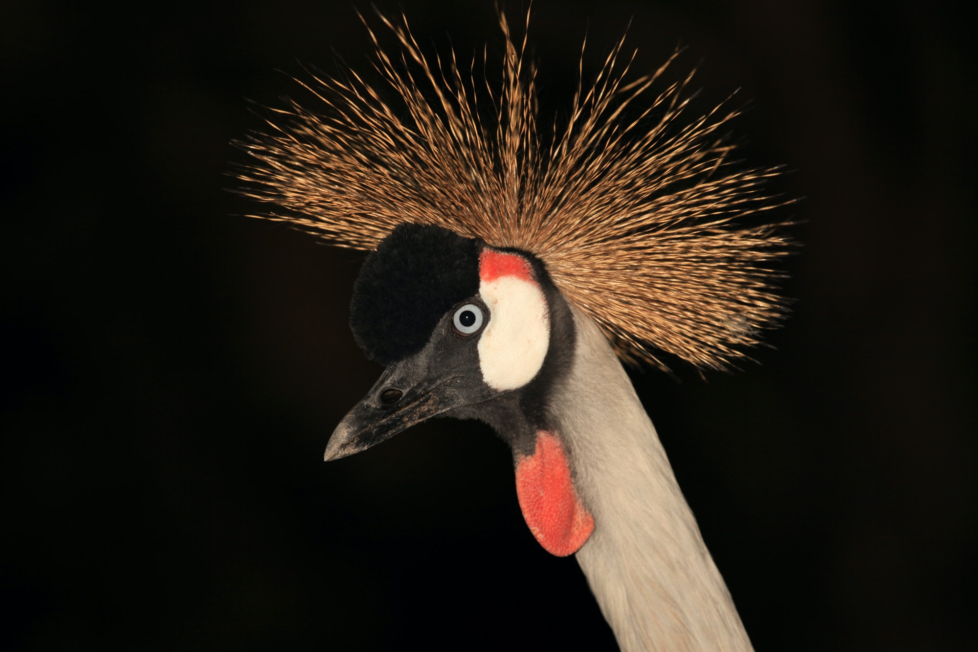 Crested Crane, Uganda