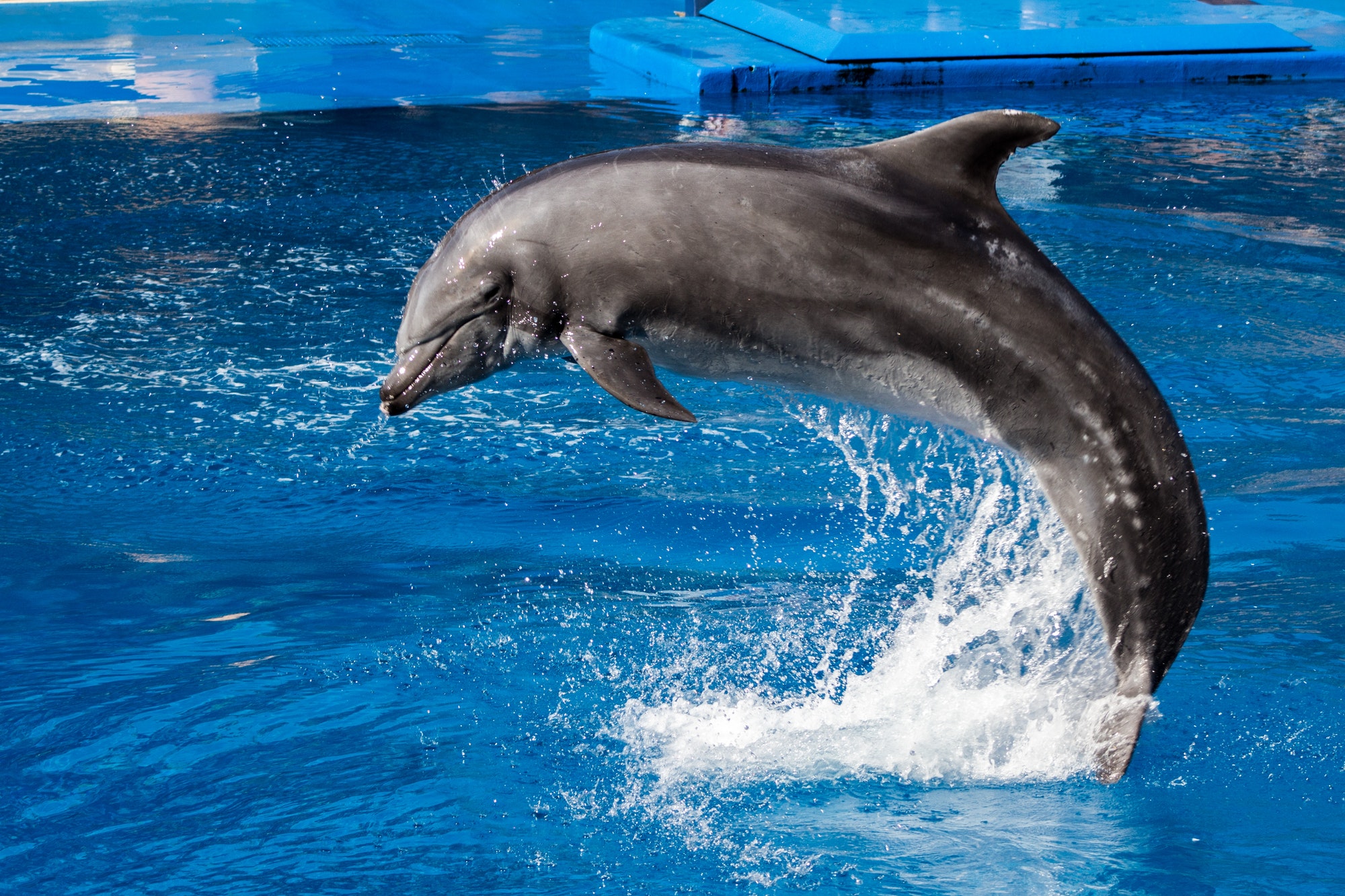 Dolphin show at Ushaka Marine World, Durban, South Africa