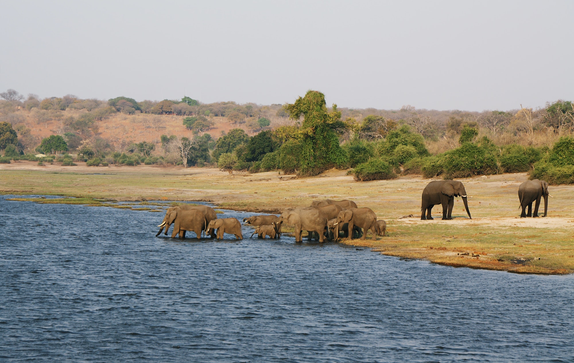 Elephants family in Chobe riverfront