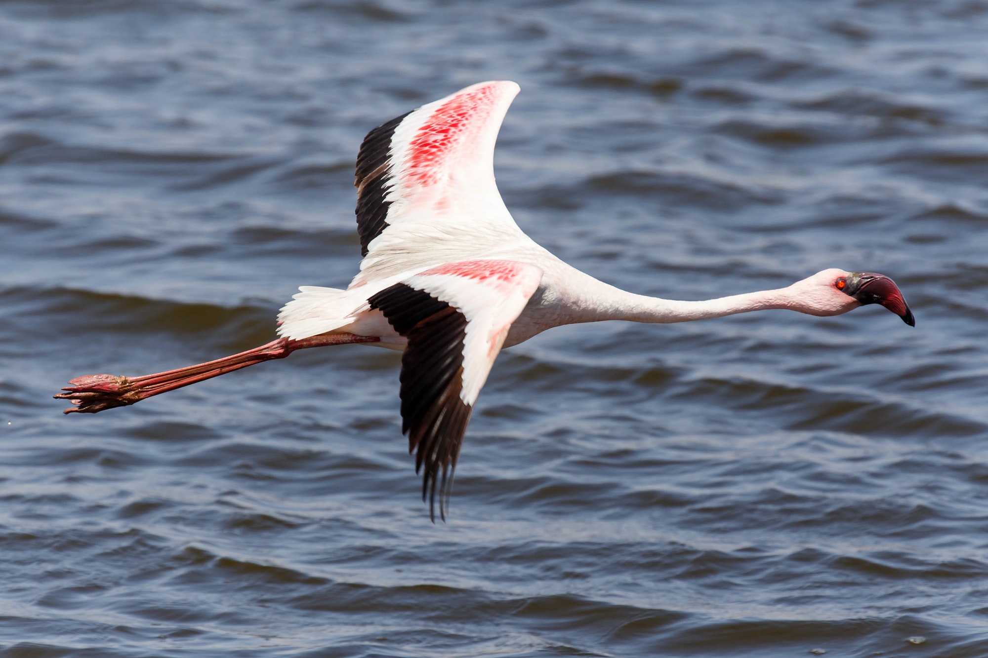 Flamingo Flying - Namibia