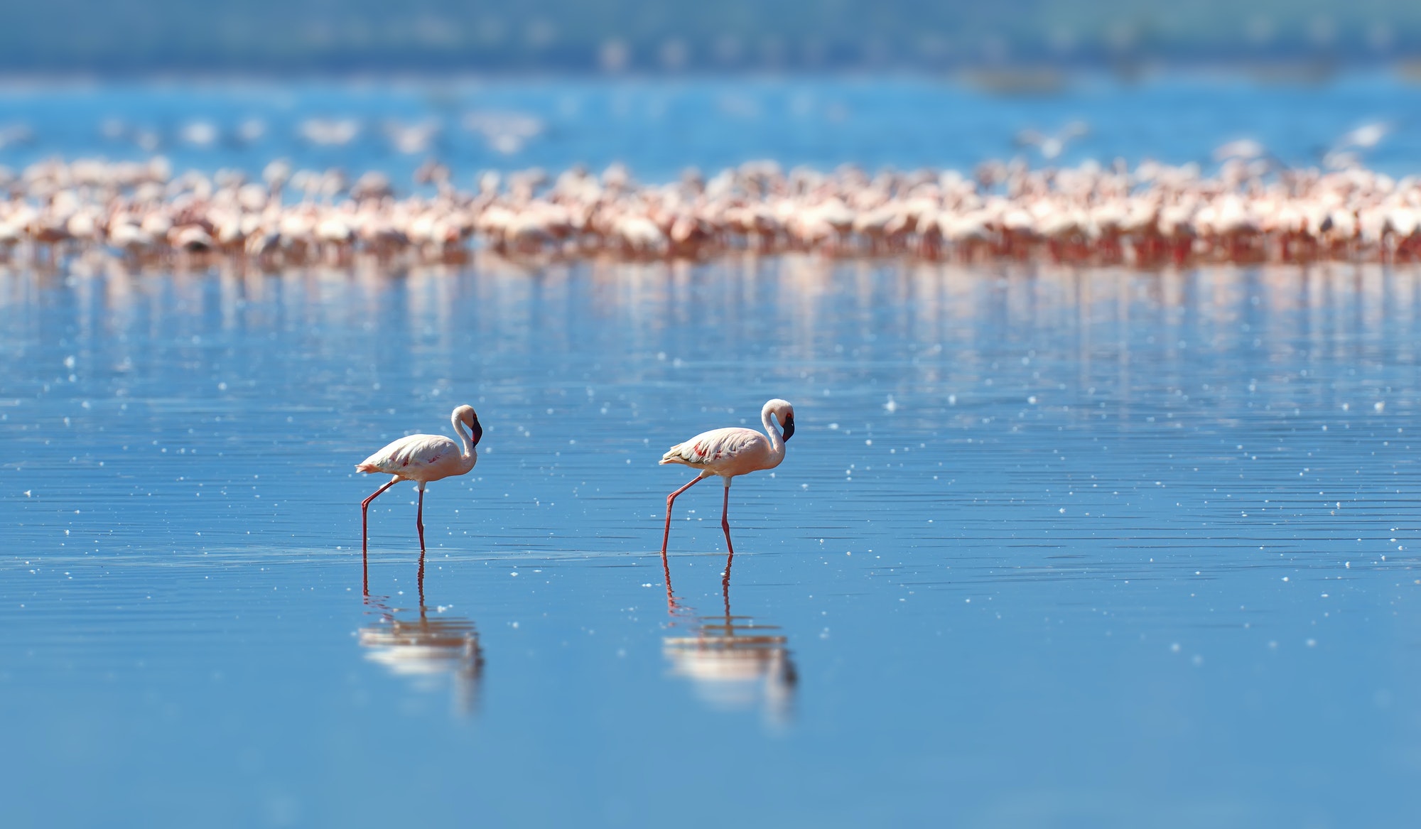 Flamingos on lake. Kenya, Africa