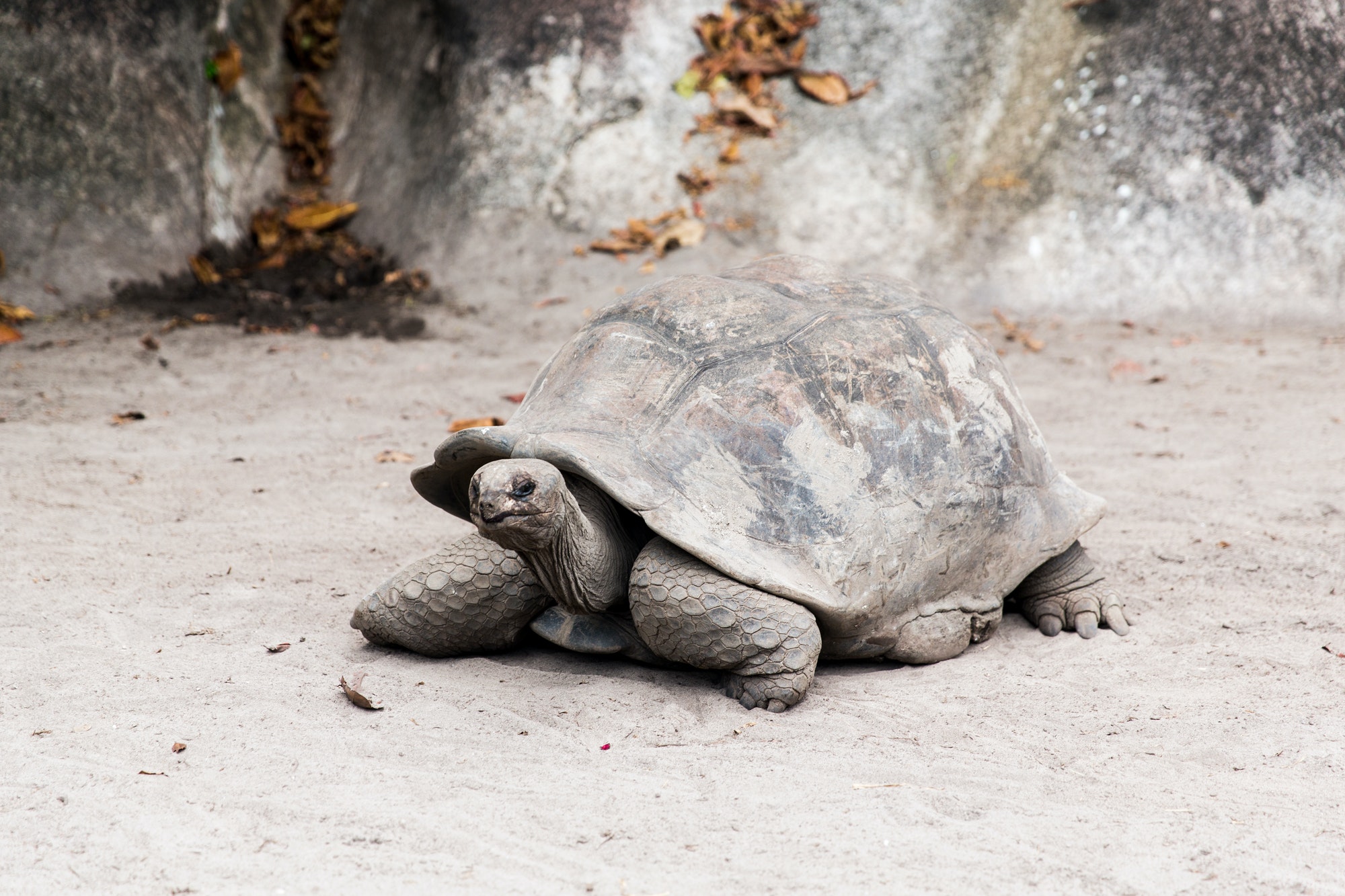 giant tortoise outdoors on seychelles