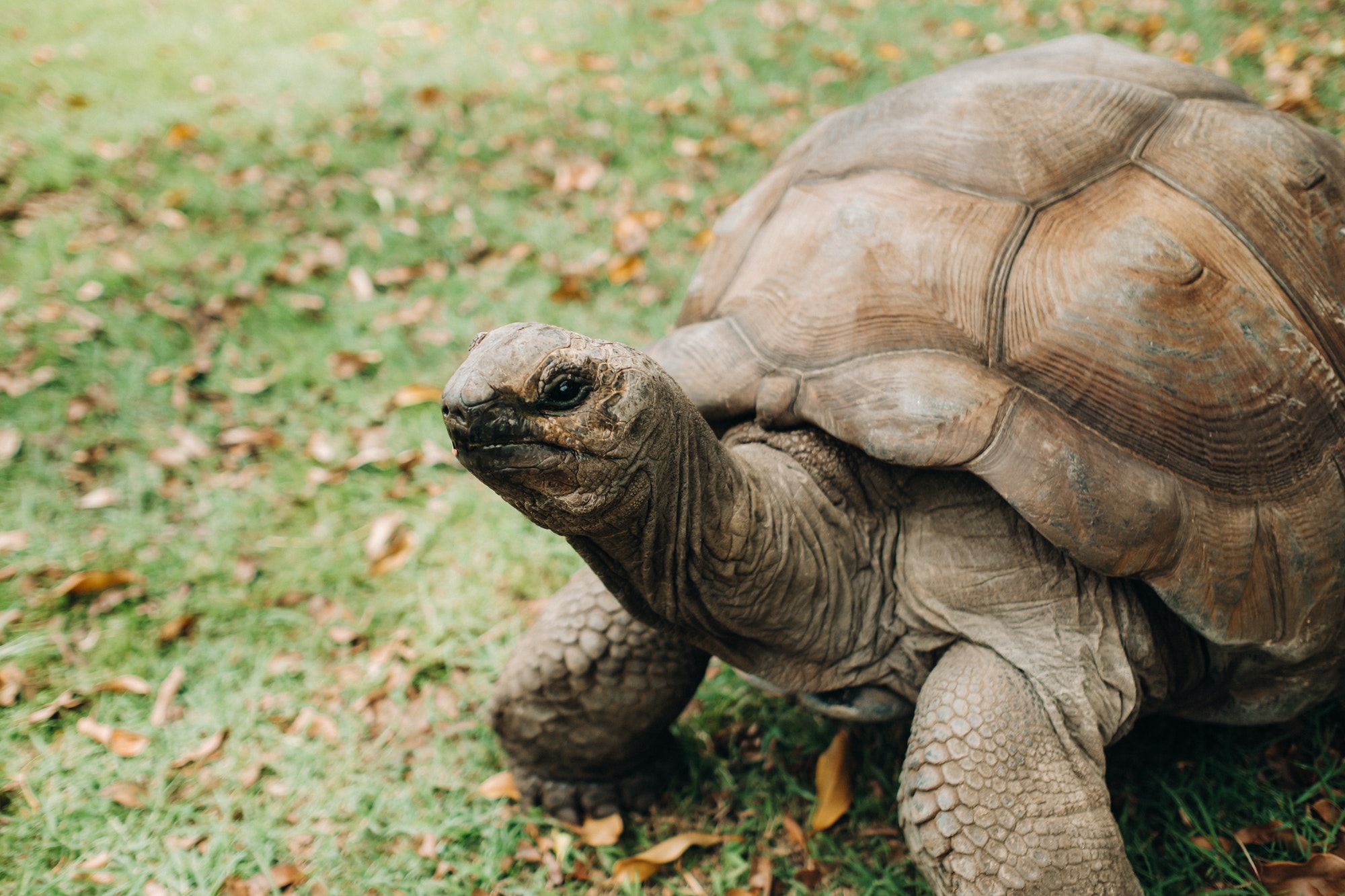 giant tortoises Dipsochelys gigantea in a tropical Park on the island of Mauritius in the Indian