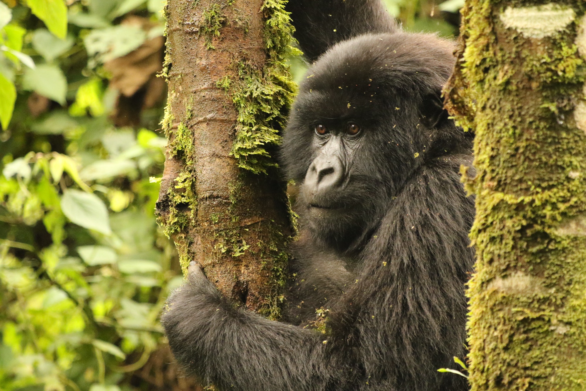 Gorilla in Volcanoes National Park