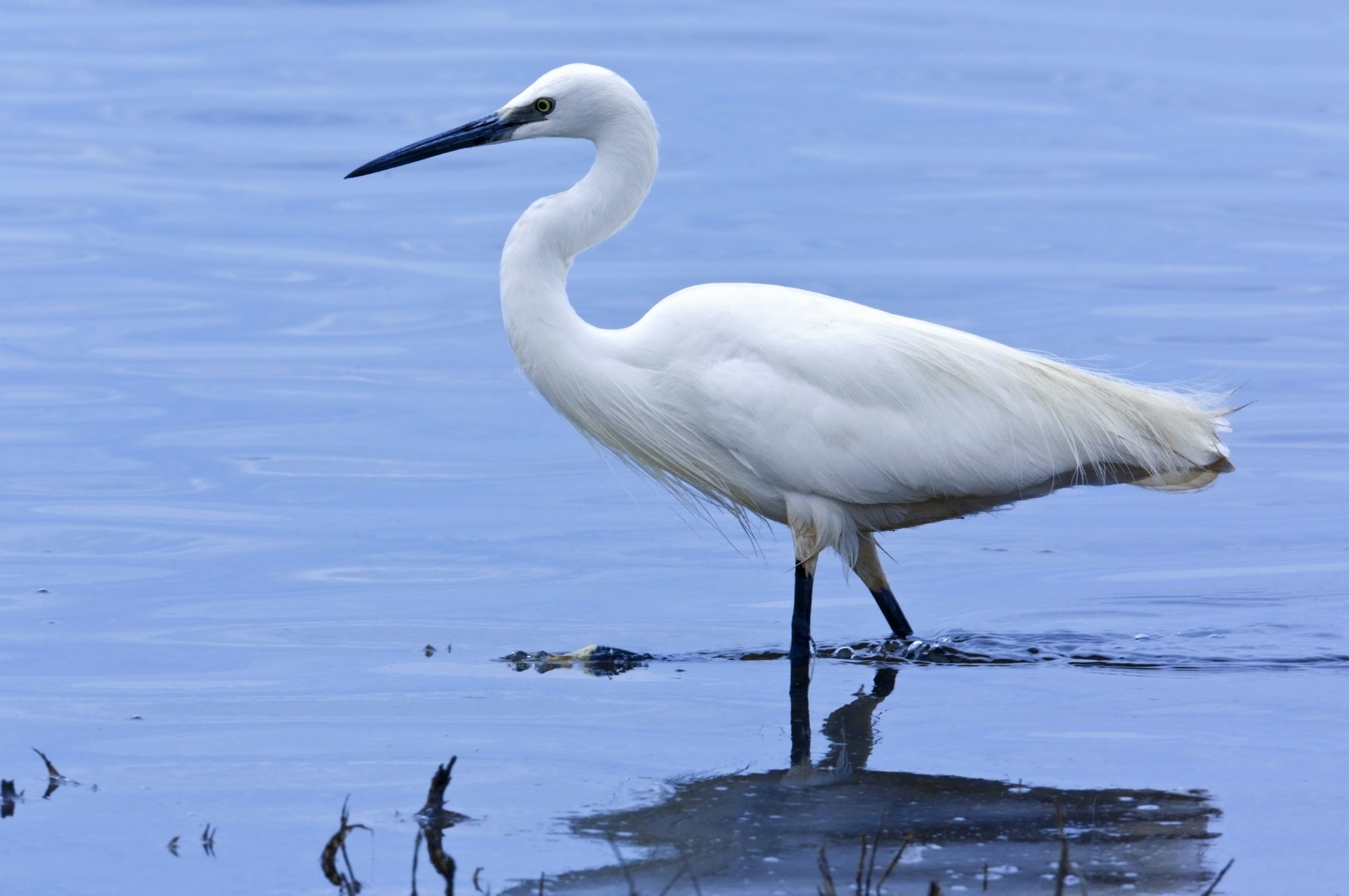 Great White Egret - Botswana