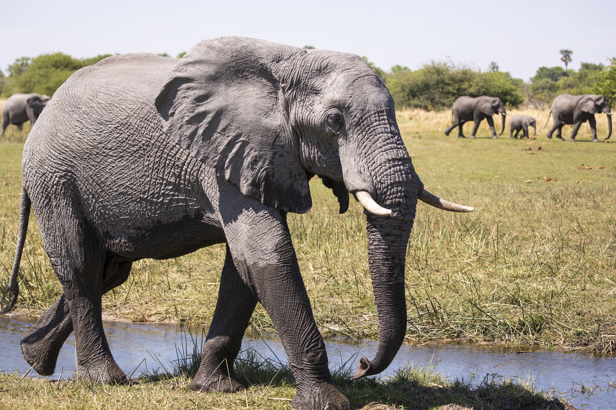 herd of elephants gathering at water hole, Moremi Game Reserve, Botswana