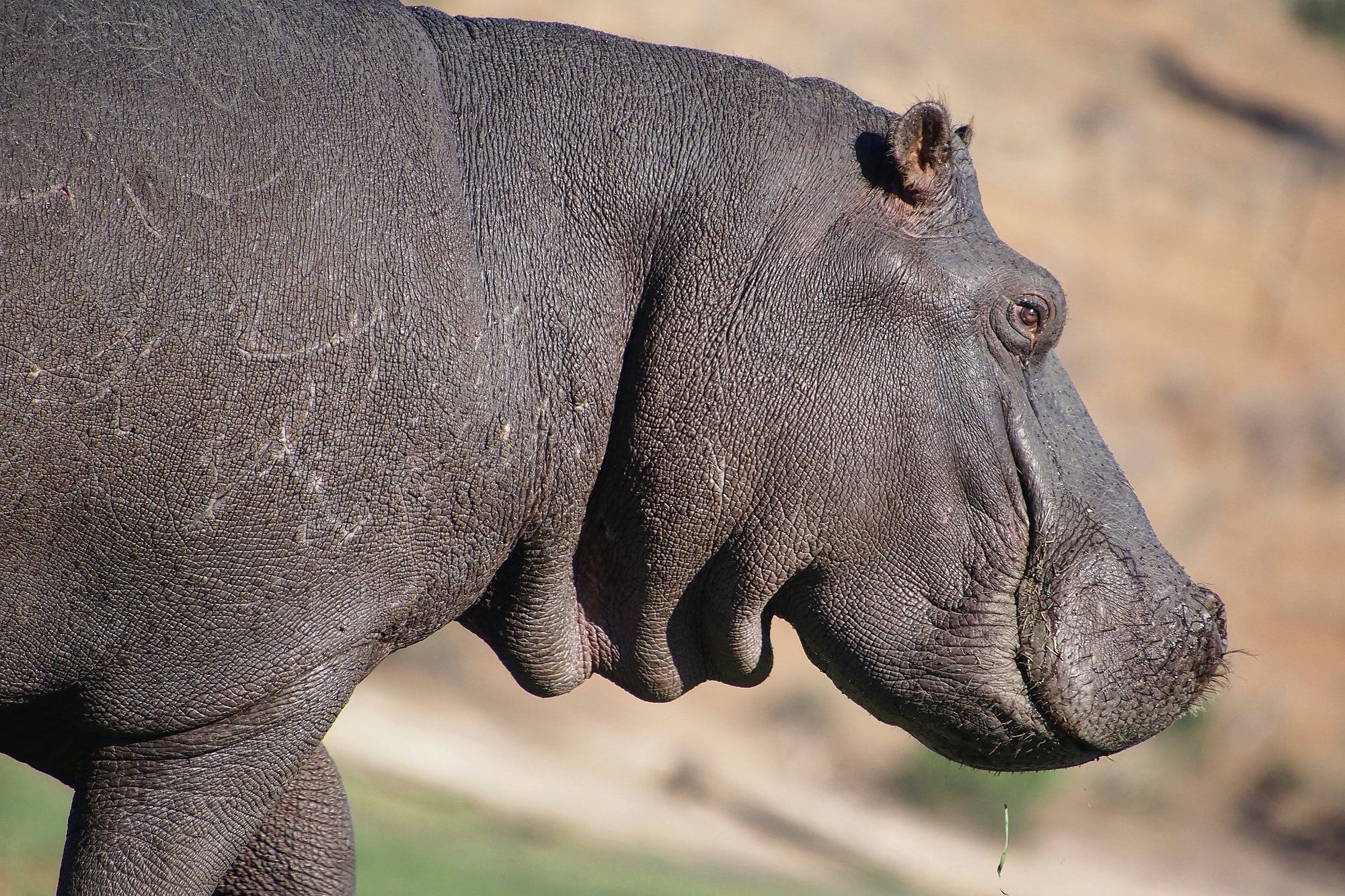 Hippopotamus, Chobe National Park, Botswana