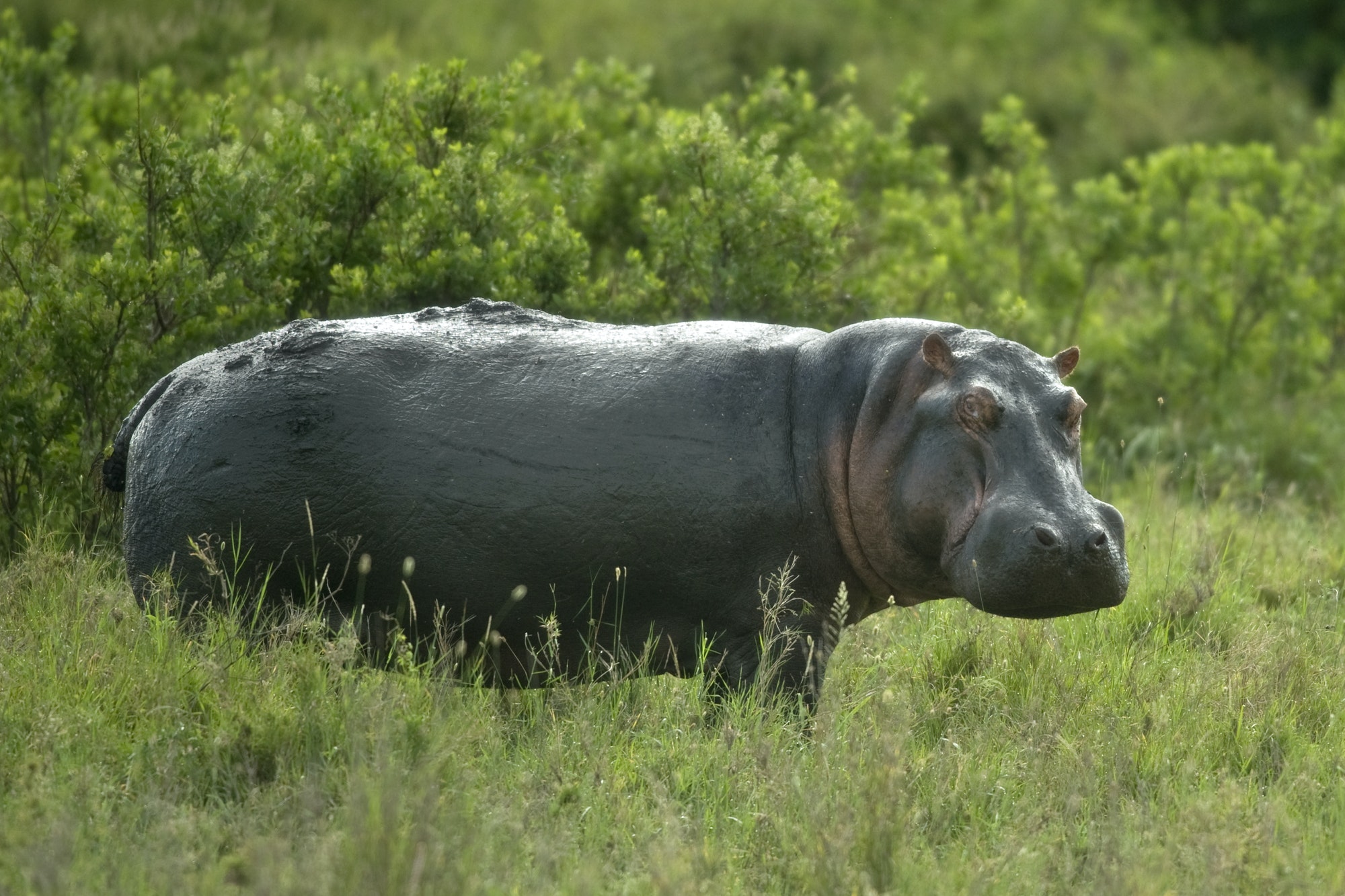 hippopotamus in the serengeti reserve