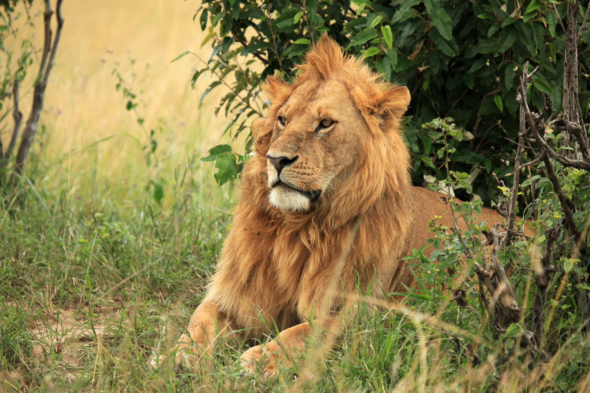 Male Lion - Kenya