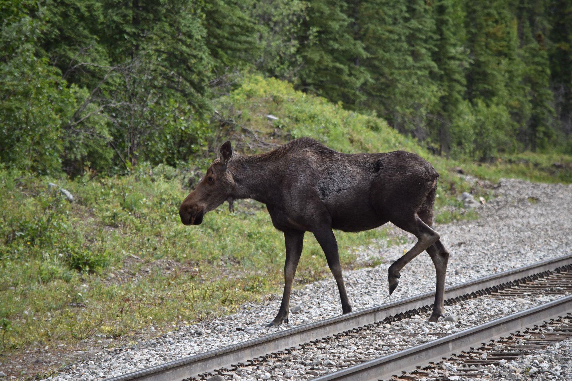 Moose crossing the railroad at Denali National Park