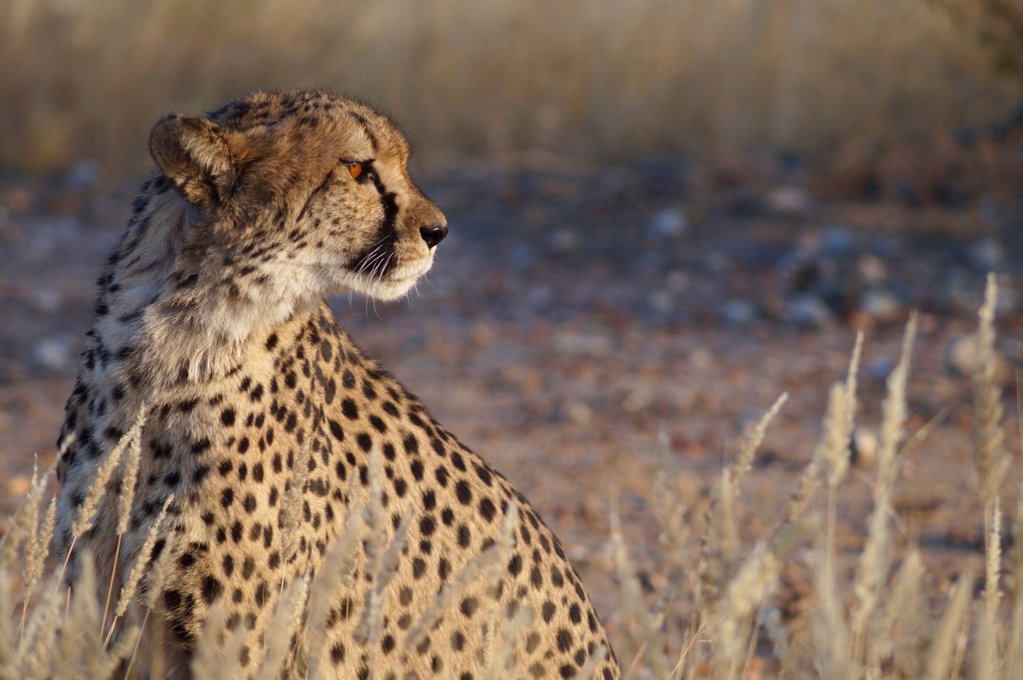 Namibian cheetah