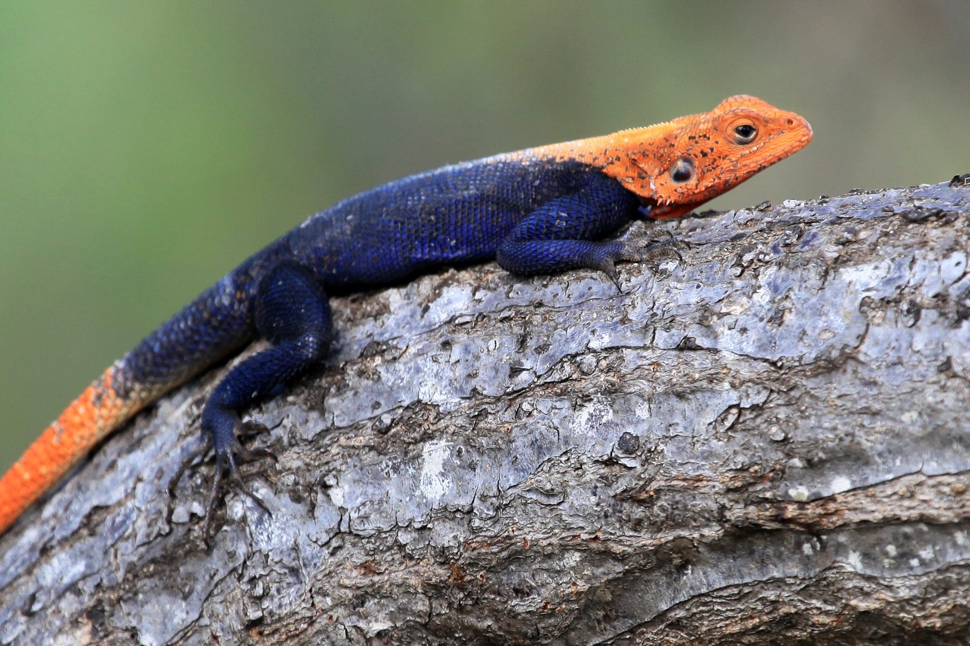 Red Headed Agama Lizard - Uganda, Africa