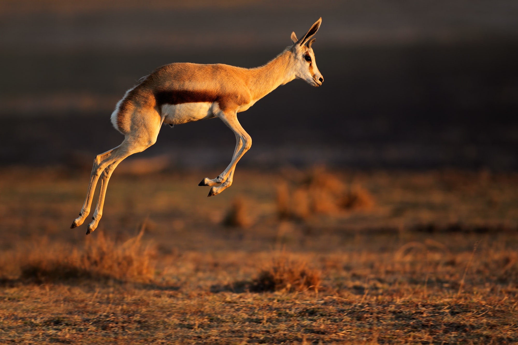 Springbok antelope (Antidorcas marsupialis) jumping, South Africa