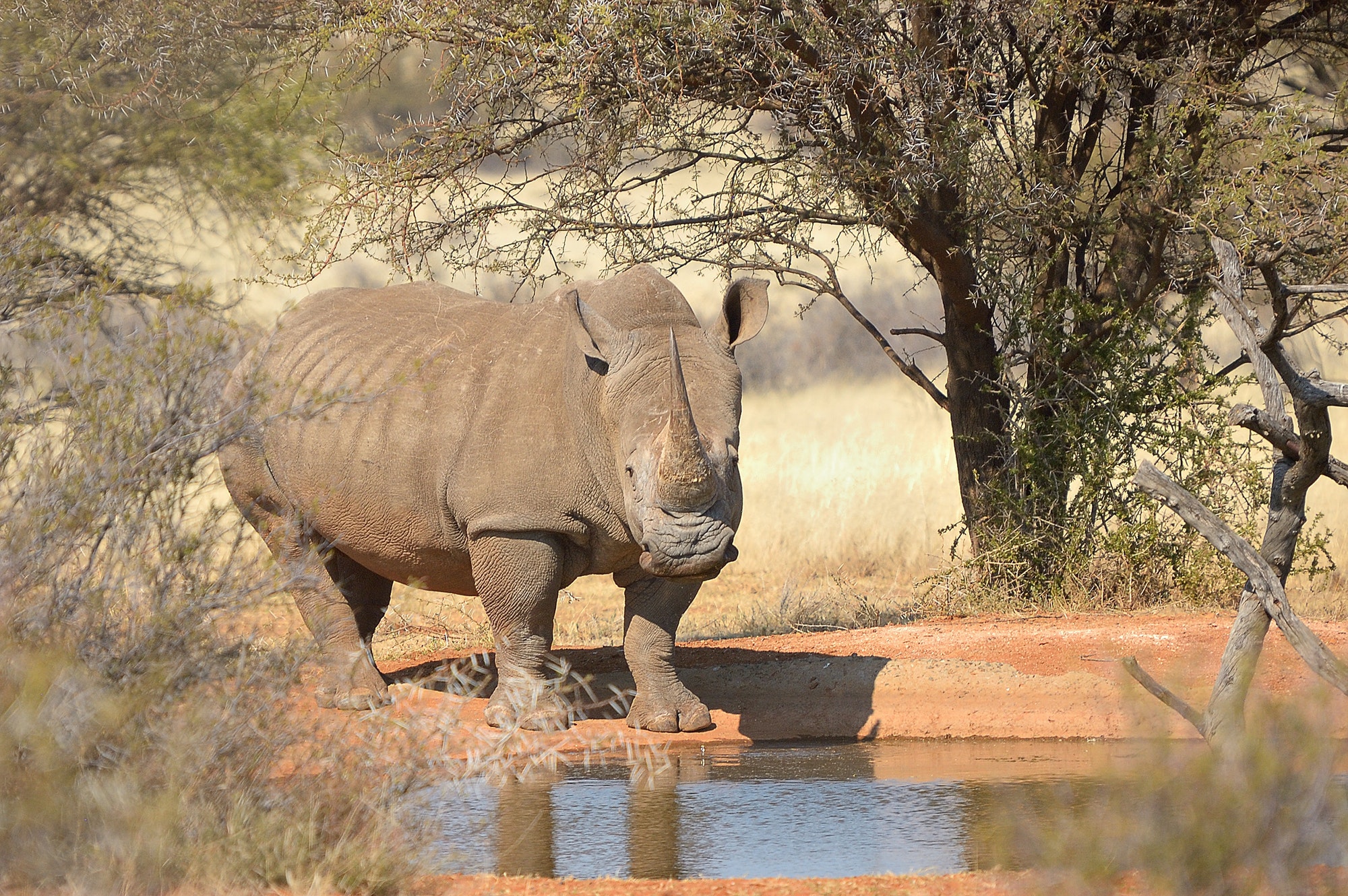 White rhino at waterhole