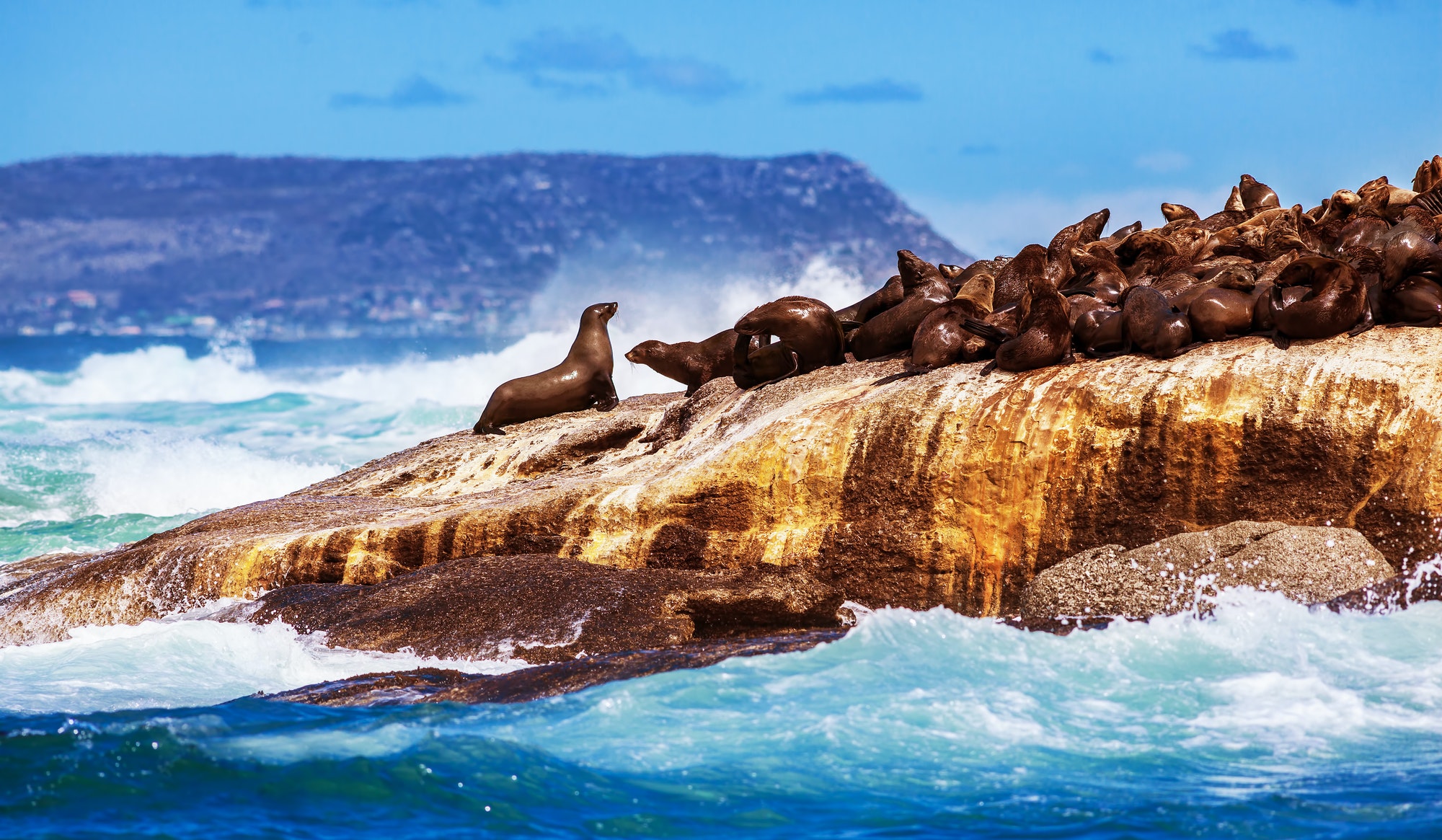 Wild South African seals