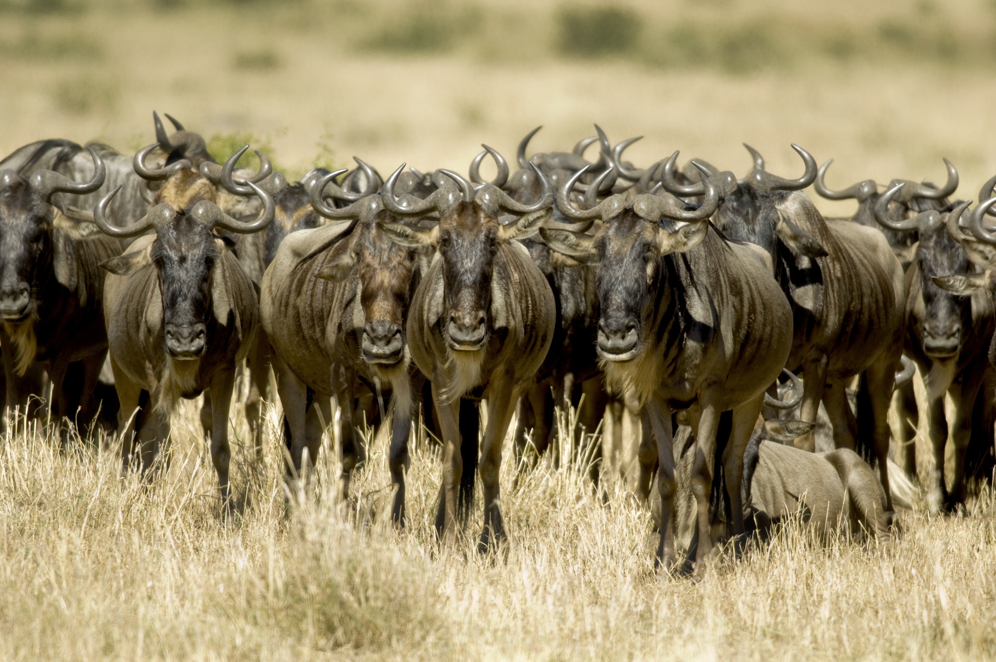 Wildebeest Masai mara Kenya