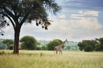 Giraffe and acacia tree in Serengeti National Park