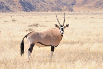 Oryx in grass landscape